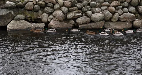 ? string of wild ducks swim against the strong current of the stream on a win Stock-Footage 126289592
