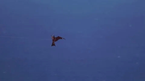 Stringed bird kite loop around Stock Footage 121477980