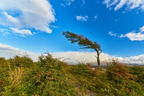 Stringed from the constant wind trees near Ushuaia. Argentine Patagonia in Stock Photos