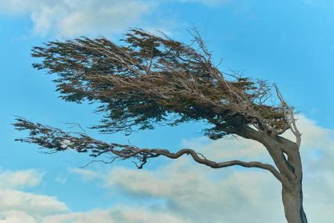 Stringed from the constant wind trees near Ushuaia. Argentine Patagonia in Stock Photos