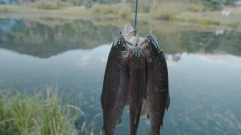 Stringer of caught rainbow trout spinning by pond close up Vídeos de archivo 348020280