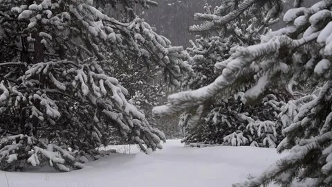 Stringing Forest Life: Connecting With Nature Within Stock Footage 236793862