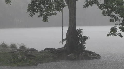 Strings hanging from a comma tree in the rain, misty gray atmosphere, Stock Footage 160277755