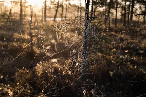 Strings of a spider web in back light in forest Stock Photos