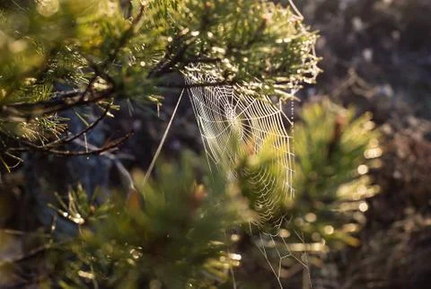 Strings of a spider web in back light in forest Stock Photos