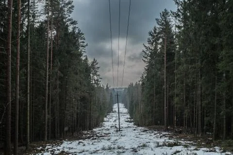 Strings of the winter forest with cloudy sky 스톡 사진