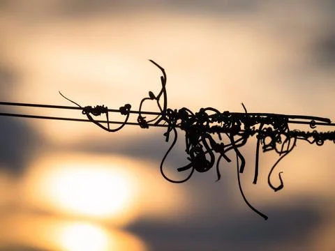 Strings on a wire at a vineyard with sunset Strings on a wire at a vineyar... Stock Photos