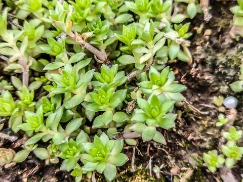 Stringy stonecrop plant - close up view 스톡 사진