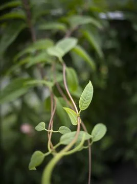 Stringy thin leaves on vine curling towards camera Stock Photos