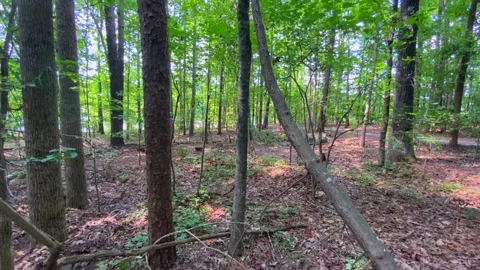 Stringy Tree In Georgia Woods Stock Footage 138478341