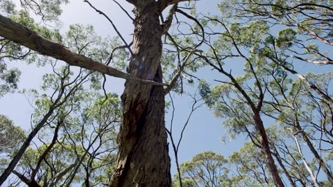 Stringybark Tree Trunk Bush Looking Up Canopy, South Australia, Stringybark Loop Stock Footage 235967858