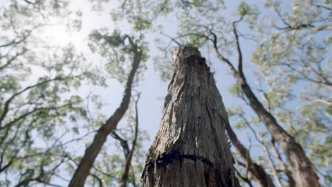 Stringybark Tree Trunk Bush Looking Up Canopy, South Australia, Stringybark Loop Stock Footage 235968313