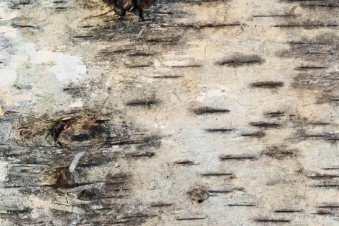 Strip of birch bark Stock Photos