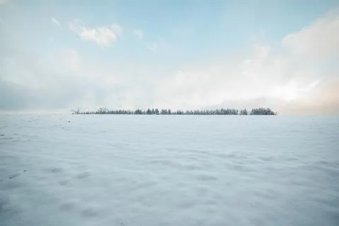 Strip of a forest in the snow Stock Photos
