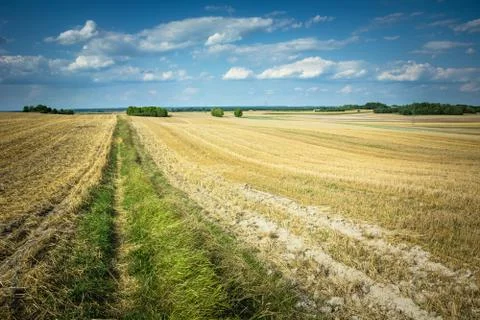 A strip of grass between the fields Stock Photos