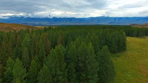 Strip from Larch Stock Footage 98369567