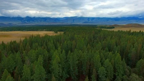 Strip from Larch Stock Footage 98369661