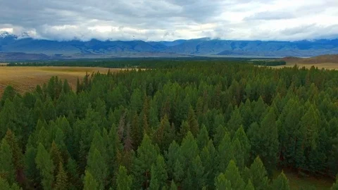 Strip from Larch Stock Footage 98369673