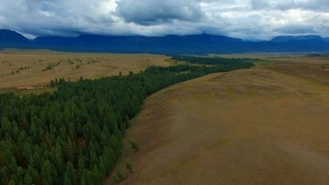 Strip from Larch Stock Footage 98369794