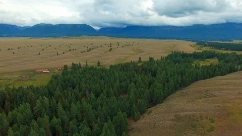 Strip from Larch Stock Footage 98369857