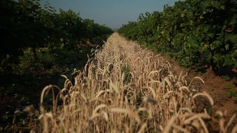 Strip planting of wheat is surrounded on two sides by vineyards Stock Footage 74450372