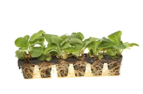 Strip of plug plants Stock Photos