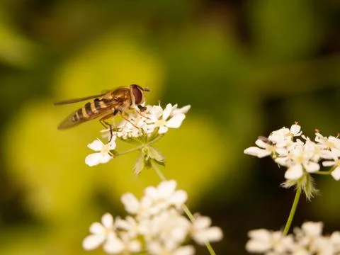 A stripe bug seen from the side close up eyes body and wings eating the pol.. Stock Photos