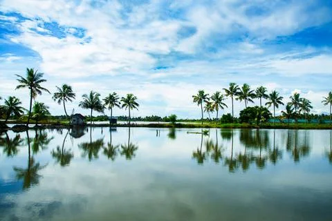 Stripe of coconut trees between a cloudy sky and river Stock Photos