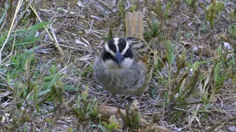 Stripe-headed Sparrow CU on Ground, Feeding 스톡 동영상 44269493