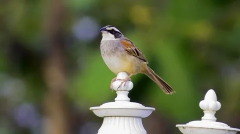 Stripe-headed Sparrow Stands Guard Atop Post 스톡 동영상 44269497