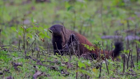 Stripe necked mongoose foraging in the grasslands of Kabini Stock Footage 182361689