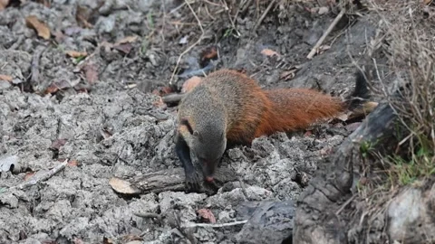 Stripe-necked mongoose searching eagerly for food in kabini national park Stock Footage 268710423