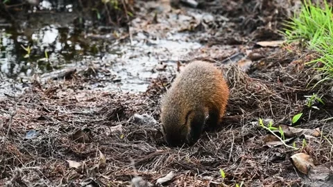 Stripe necked mongoose searching eagerly for food in Bandipur national park 스톡 동영상 279070973