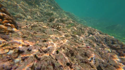 Striped and small blue reef fish swim among coral covered rocks on underwater Stock Footage 325382972