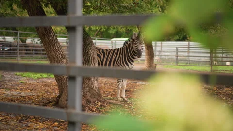 Striped animal beneath oak tree, Calm scene with zebra and autumn sunlight Stock Footage 325086492