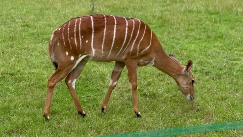 Striped antelope grazing on green grass pasture Stock Footage 339367622