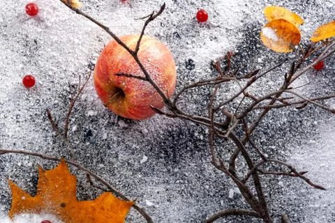 Striped apples sprinkled with powdered sugar. The dish simulates apples in th Stock Photos