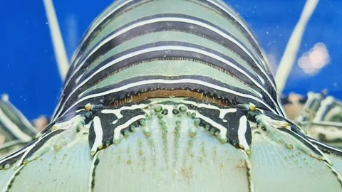 Striped back lobster Stock Footage 291628211