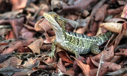 Striped basilisk in Belize Stock Photos
