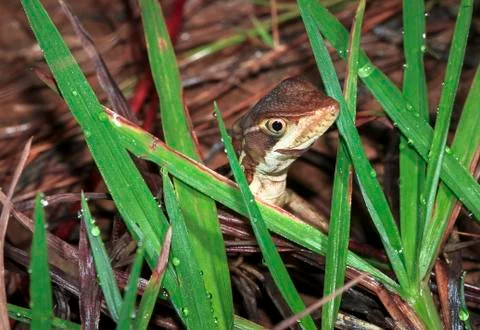 Striped basilisk in Belize Stock Photos