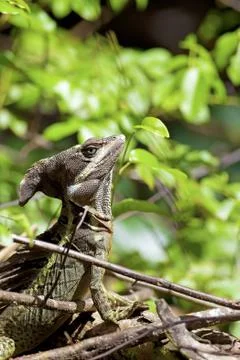 Striped Basilisk Stock Photos