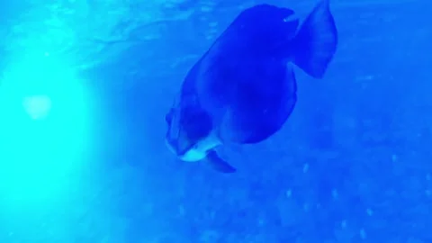 A striped batfish swims slowly through the illuminated blue water Stock Footage 329328615