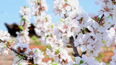 Striped bee drinks nectar on white flowers on the blossoming Cherry tree. Stock Footage 236476593
