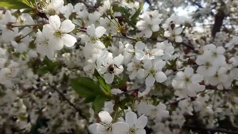 Striped bees collect pollen Stock Footage 286217855