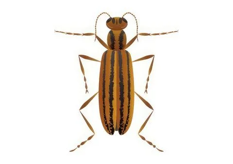 Striped beetle insect on white background イラスト素材