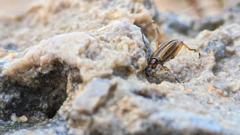 Striped beetle moves slowly across weathered rock Stock Footage 341742771