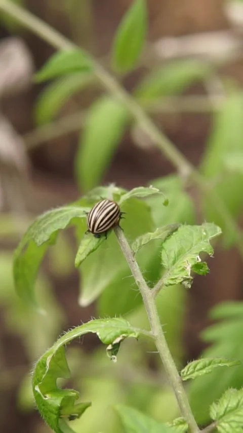 Striped beetle slowly crawling upward on hairy plant stem in soft natural light, Stock-Footage 345206297