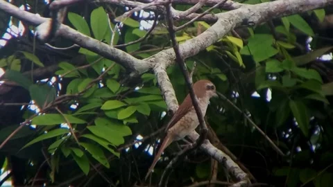The striped bentet Stock Footage 239839184