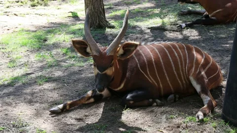 Striped bongo antelope laying and chewing under trees in Dubbo park – 4k. Stock Footage 142332921