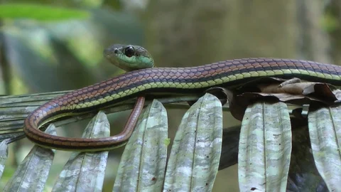 Striped Bronzeback, Malaysia Stock Footage 70794660